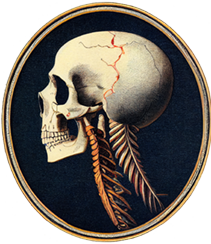 A vintage illustration, in the style of a cameo portrait, of a skull in profile with a crack down the side.